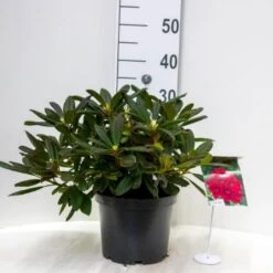 'Elizabeth (rød Nyvækst) Rhododendron Hybrid 'Elizabeth' Potte 5,0 Liter,- 30-40 Cm.