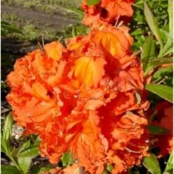 Azalea 'Gibraltar' Rhododendron Knaphill 'Gibraltar' Potte 5,0 Liter,- 40-50 Cm.