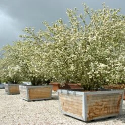 Sargentsæble Malus Sargentii Barrods,- 3 års (1/2) 30-50 Cm.