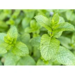 Grøn Mynte Mentha Spicata 1 Liter Potte