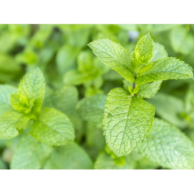 Grøn Mynte Mentha Spicata 1 Liter Potte