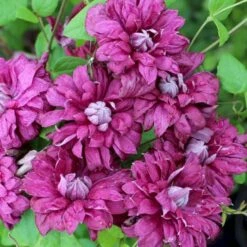 Italiensk Skovranke 'Purpurea Plena Elegans' Clematis Viticella 'Purpurea Plena Elegans' Potte 2,0 Liter,- Opbundet 60-100 Cm