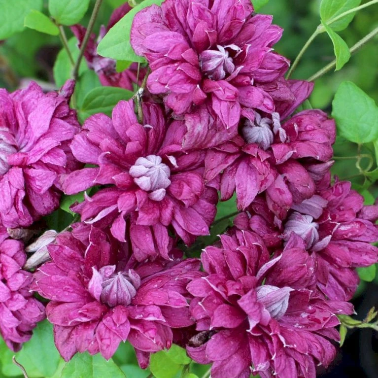 Italiensk Skovranke 'Purpurea Plena Elegans' Clematis Viticella 'Purpurea Plena Elegans' Potte 2,0 Liter,- Opbundet 60-100 Cm