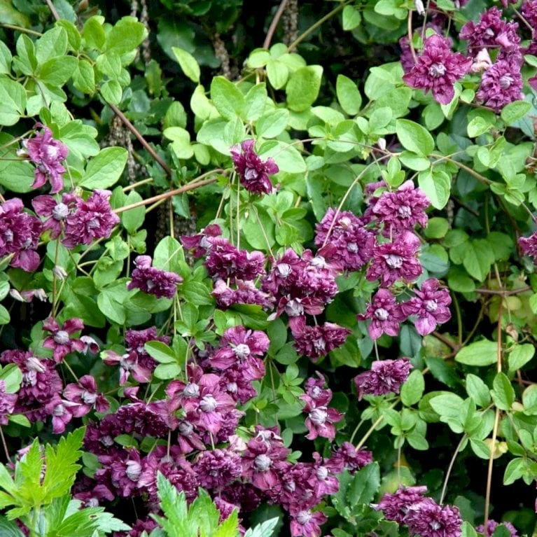 Italiensk Skovranke 'Purpurea Plena Elegans' Clematis Viticella 'Purpurea Plena Elegans' Potte 2,0 Liter,- Opbundet 60-100 Cm - Billede 3