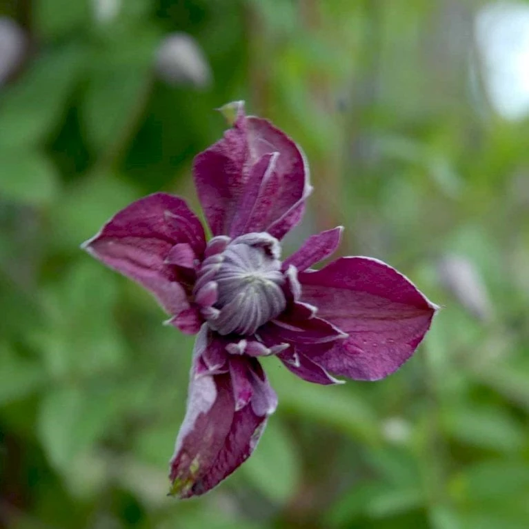 Italiensk Skovranke 'Purpurea Plena Elegans' Clematis Viticella 'Purpurea Plena Elegans' Potte 2,0 Liter,- Opbundet 60-100 Cm - Billede 5