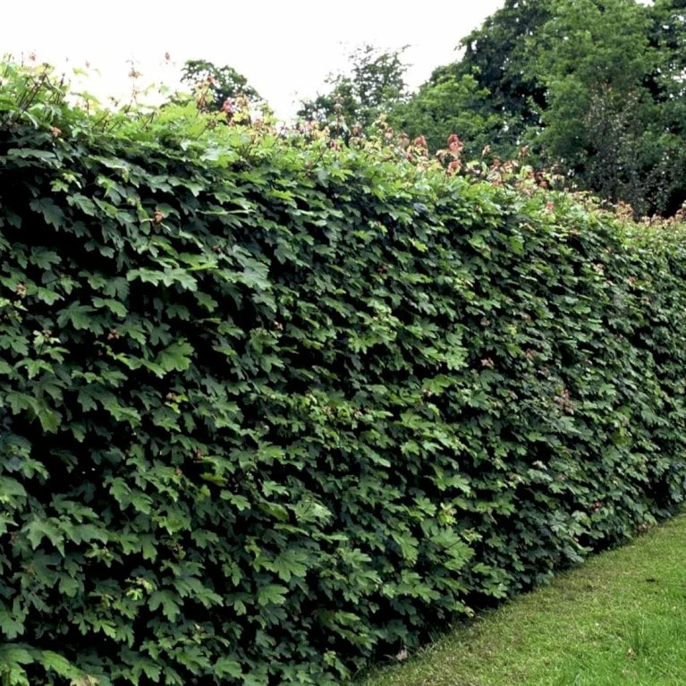 Naur Acer Campestre Solitær Busk 150-200 Cm. Høj,- 60-100 Cm. Bred. - Billede 3