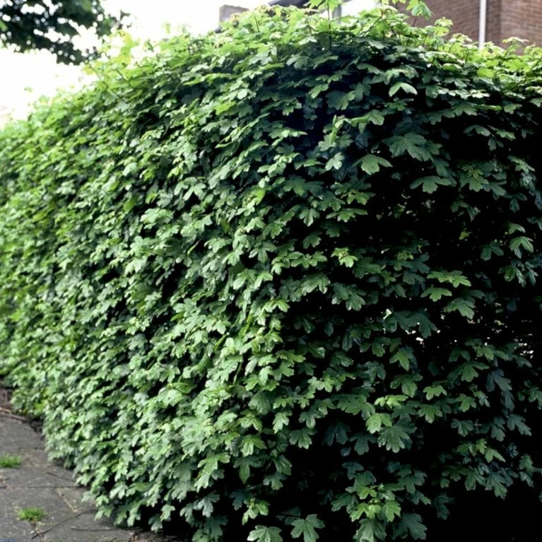 Naur Acer Campestre Solitær Busk 150-200 Cm. Høj,- 60-100 Cm. Bred. - Billede 5