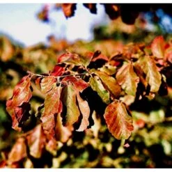 Papegøjebusk Parrotia Persica Med Klump,- 150-175 Cm.