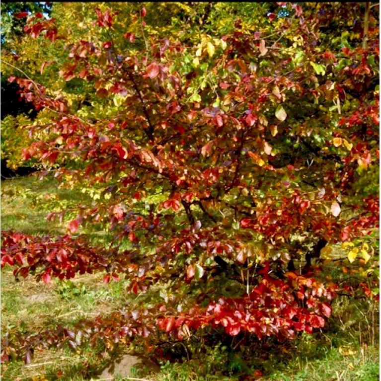 Papegøjebusk Parrotia Persica Med Klump,- 150-175 Cm. - Billede 3