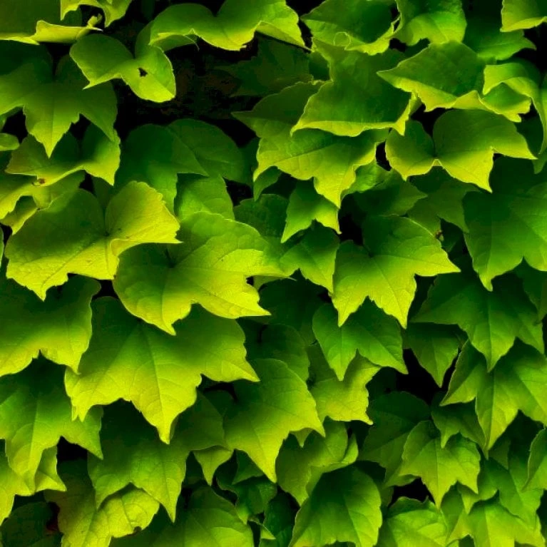 Rådhusvin 'Veitchii' Parthenocissus Tricuspidata 'Veitchii' Potte 5,0 Liter,- Opbundet 80-100 Cm. - Billede 2