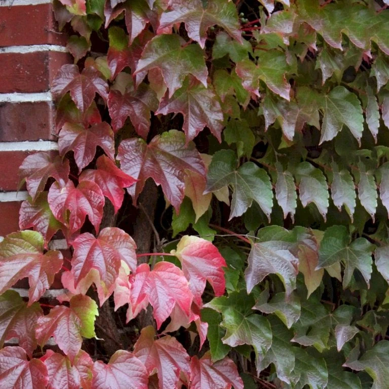 Rådhusvin 'Veitchii' Parthenocissus Tricuspidata 'Veitchii' Potte 5,0 Liter,- Opbundet 80-100 Cm. - Billede 3