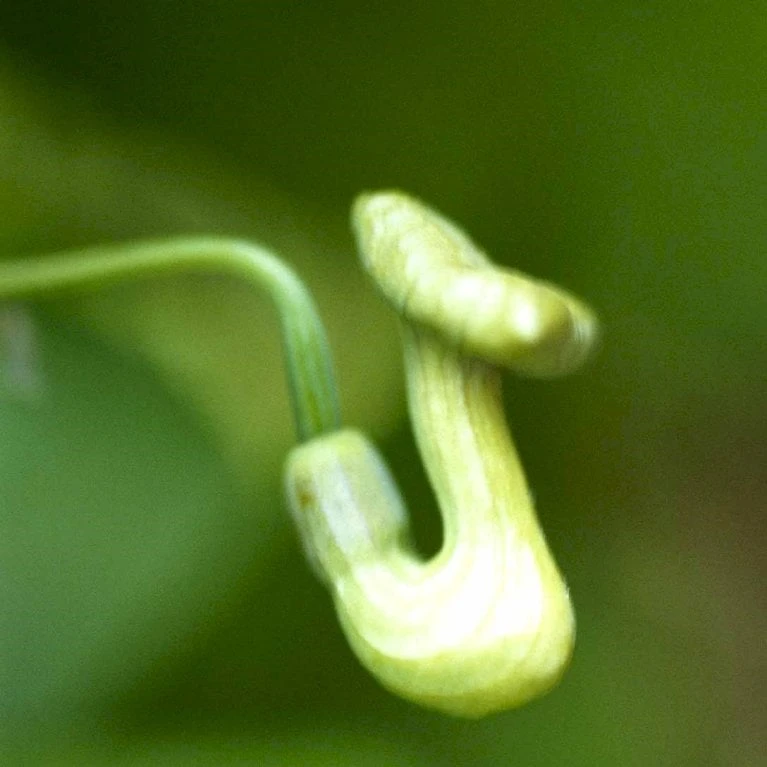 Tobakspibeplante Aristolochia Macrophylla Potte 5,0 Liter,- Opbundet 100-150 Cm. - Billede 2