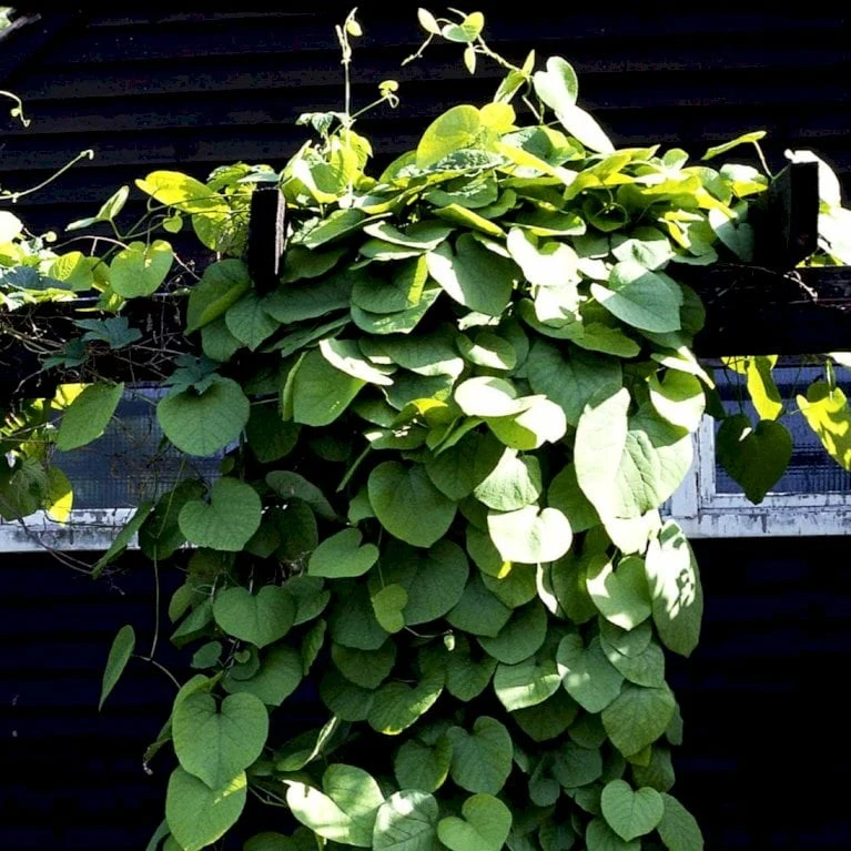 Tobakspibeplante Aristolochia Macrophylla Potte 5,0 Liter,- Opbundet 100-150 Cm. - Billede 3