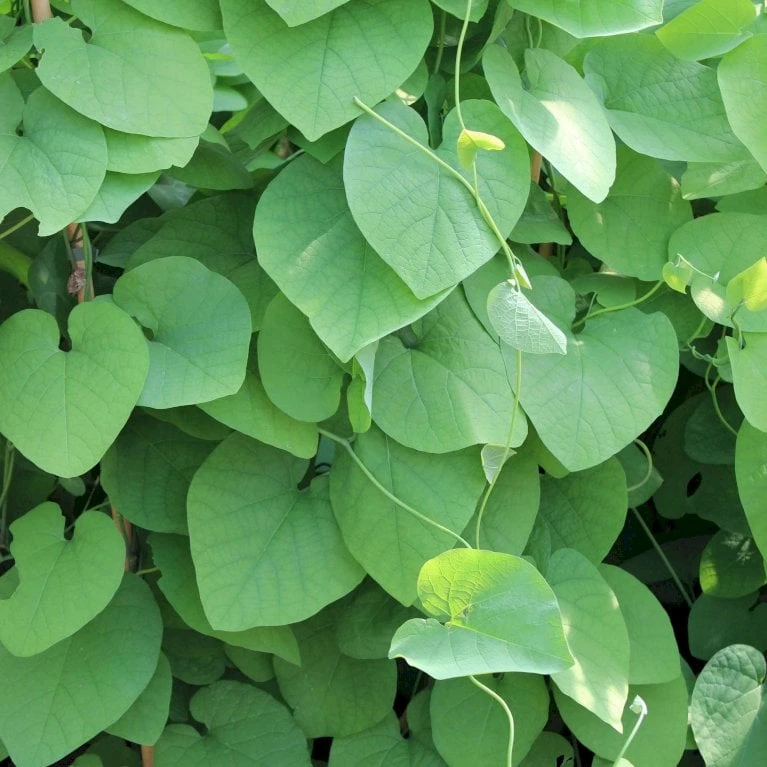 Tobakspibeplante Aristolochia Macrophylla Potte 5,0 Liter,- Opbundet 100-150 Cm. - Billede 4