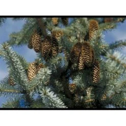 Sitkagran Picea Sitchensis Barrods,- 3 års (2/1) 30-60 Cm.