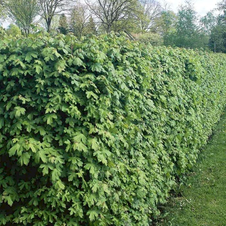 Naur Acer Campestre Barrods,- 2 års (2/0) 80-120 Cm.