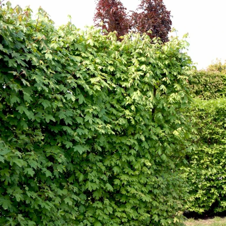 Naur Acer Campestre Barrods,- 2 års (2/0) 80-120 Cm. - Billede 3