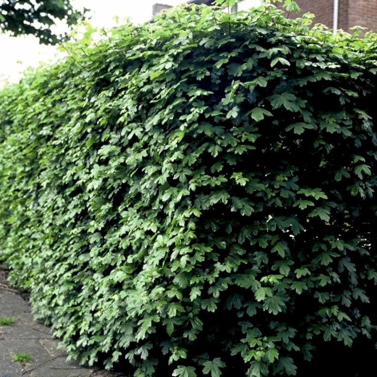 Naur Acer Campestre Barrods,- 2 års (2/0) 80-120 Cm. - Billede 4