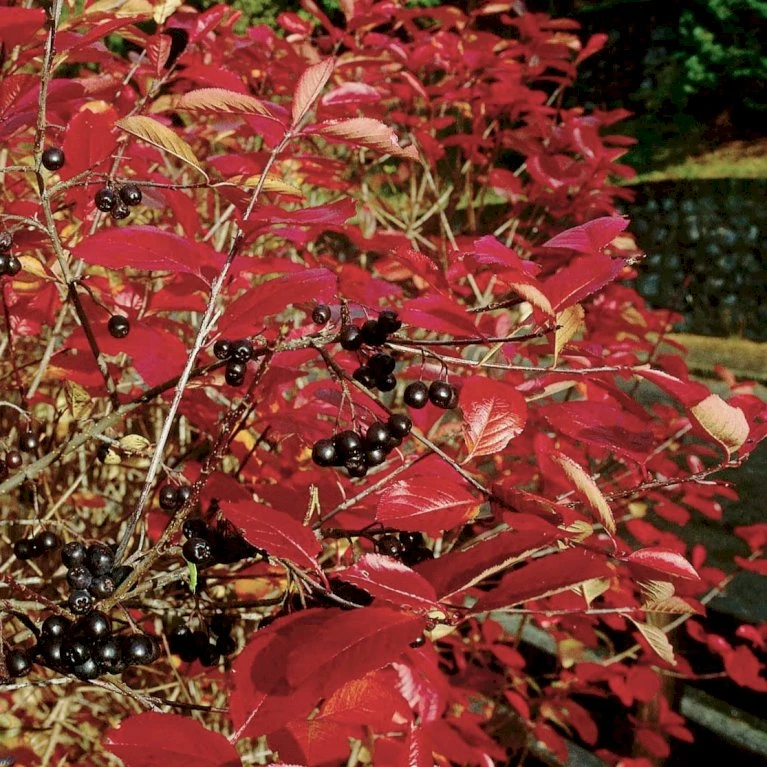 Storfrugtet Surbær Aronia Melanocarpa Barrods,- 3 års (1/2) 30-50 Cm. - Billede 3