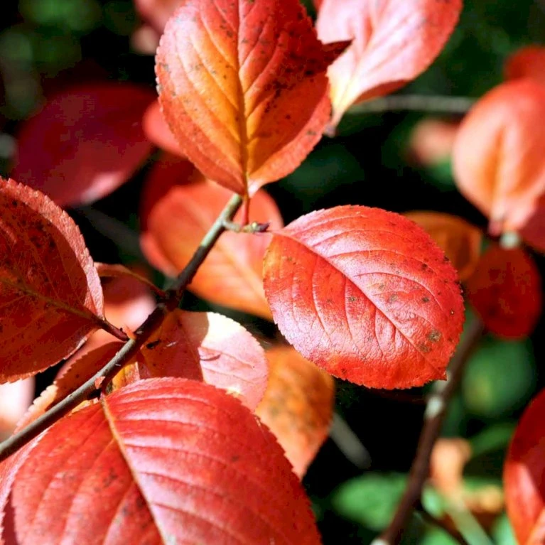 Storfrugtet Surbær Aronia Melanocarpa Barrods,- 3 års (1/2) 30-50 Cm. - Billede 4
