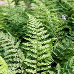 Mosbregne Polystichum Setiferum 'Proliferum' 10 Cm. Potte