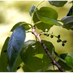 Vestamerikansk Balsampoppel 'OP42' Populus Trichocarpa 'OP42' Barrods,- 1 års (0/1) 40-60 Cm.