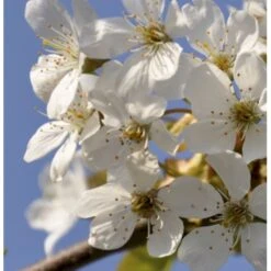 Fuglekirsebær Prunus Avium Stammehøjde Ca. 180-200. + Krone,- Omkreds 14-16cm. Med Klump.