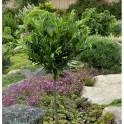 Kirsebærlaurbær 'Otto Luyken' (på Stamme) Prunus Laurocerasus 'Otto Luyken' (på Stamme) Opstammet 50 Cm. 7,5 Liter Potte