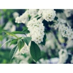 Almindelig Hæg Prunus Padus Solitær Busk 150-200 Cm. - Med Klump