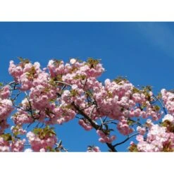 Hængende Japansk Kirsebær 'Kiku-Shidare-Sakura' Prunus Serrulata 'Kiku-shidare-sakura' Opstammet 150 Cm. Med Potte