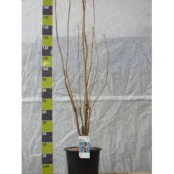 Japansk Søjlekirsebær Prunus Serulata 'Amanogawa' Potte 20 Liter,- 150-175 Cm.