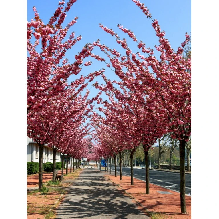 Japansk Kirsebær 'Kanzan' Prunus Serrulata 'Kanzan' Opstammet 220 Cm. Stammeomk. 8-10 Cm. 20 L. Potte - Billede 3