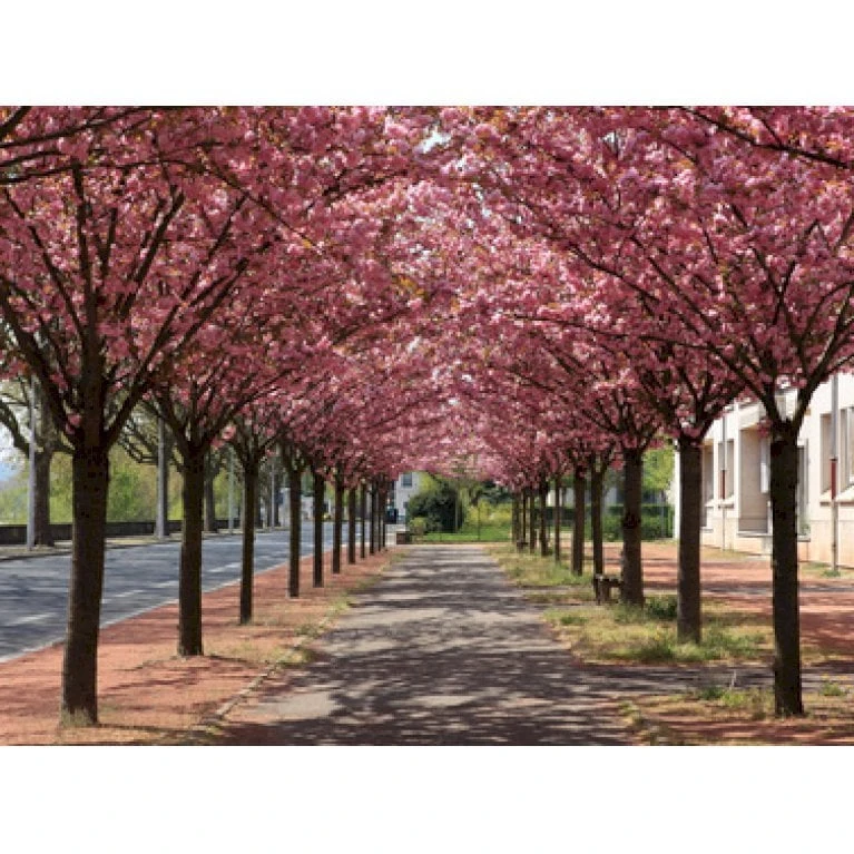 Japansk Kirsebær 'Kanzan' Prunus Serrulata 'Kanzan' Opstammet 220 Cm. Stammeomk. 8-10 Cm. 20 L. Potte
