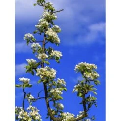 Pyrus Communis 'Beech Hill' Almindelig Vildpære 'Beech Hill' Stammehøjde Ca. 220-240cm. + Krone,- Omkreds 20-25 Cm. Med Klump.