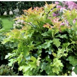 Sumpeg Quercus Palustris 'Green Dwarf' 220 Cm Stamme, 20-25 Cm.stammeomk. Med Klump