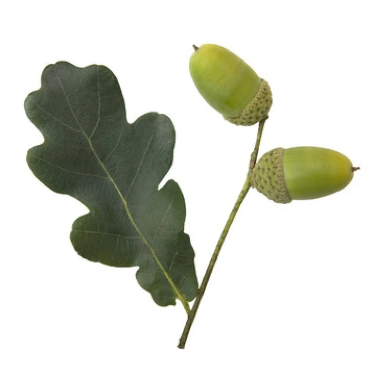 Stilkeg Quercus Robur Alletræ, Stammeomkreds 30-35 Cm. Med Klump - Billede 3