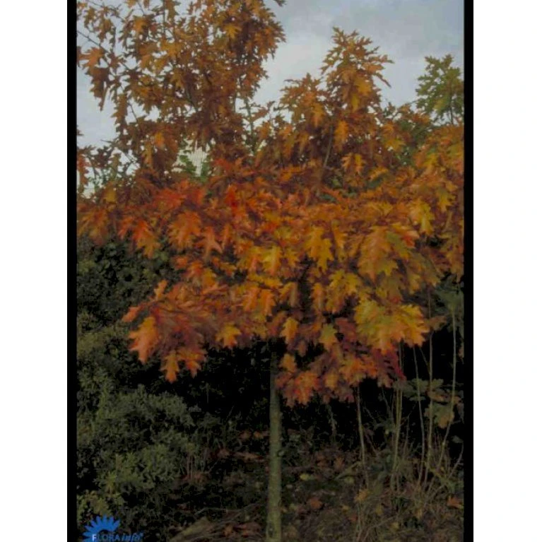 Rødeg Quercus Rubra Barrods,- 2 års (1/1) 30-80 Cm.