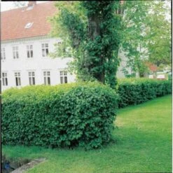 Fjeldribs 'Schmidt' Ribes Alpinum 'Schmidt' Potte 7,5 Liter 100-125 Cm.