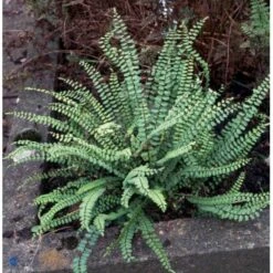 Rundfinnet Radeløv Asplenium Trichomanes 1 Liter Potte