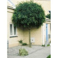 Kugleakacie 'Umbraculifera' Robinia Pseudoacacia 'Umbraculifera' Opstammet 120 Cm. Med Potte