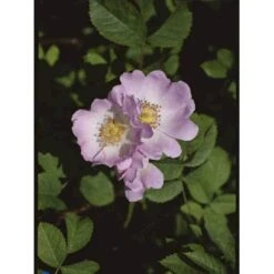 Hunderose Rosa Canina Barrods,- 1 års (1/0) 30-50 Cm.