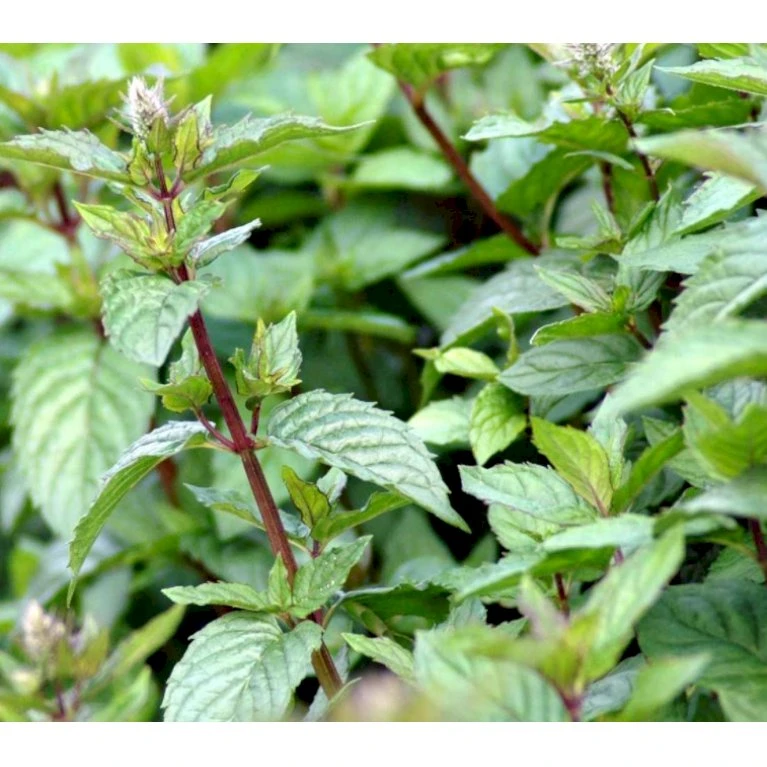 Chokolademynte Mentha 'Chocolate' 1 Liter Potte