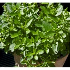 Jordbærmynte Mentha'Strawberry Mint' 1 Liter Potte