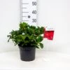 'Scarlet Wonder' Rhododendron Repens 'Scarlet Wonder' Potte 4,0 Liter,- 25-30 Cm.