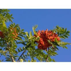 Almindelig Røn Sorbus Aucuparia Potte 7,5 Liter 175-200 Cm.