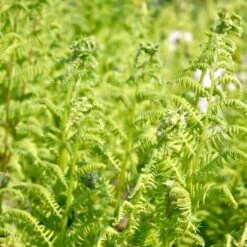 Fjerbregne Athyrium Filix-femina 1 Liter Potte
