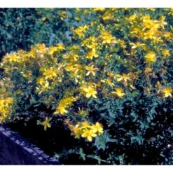 Prikbladet Perikon Hypericum Perforatum 'Topas' 1 Liter Potte