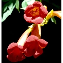 Trompetblomst 'Flamenco' Campsis Radicans 'Flamenco' Potte 2,0 Liter,- Opbundet