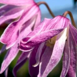 'Constance' Clematis 'Constance' Potte 2,0 Liter,- 3 Bambus Stokke