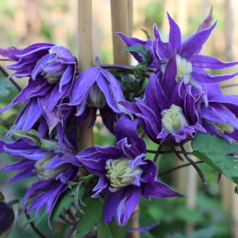 Klematis 'Georg' Clematis Macropetala 'Georg' Potte 2,0 Liter,- Opbundet 60-100 Cm - Billede 2